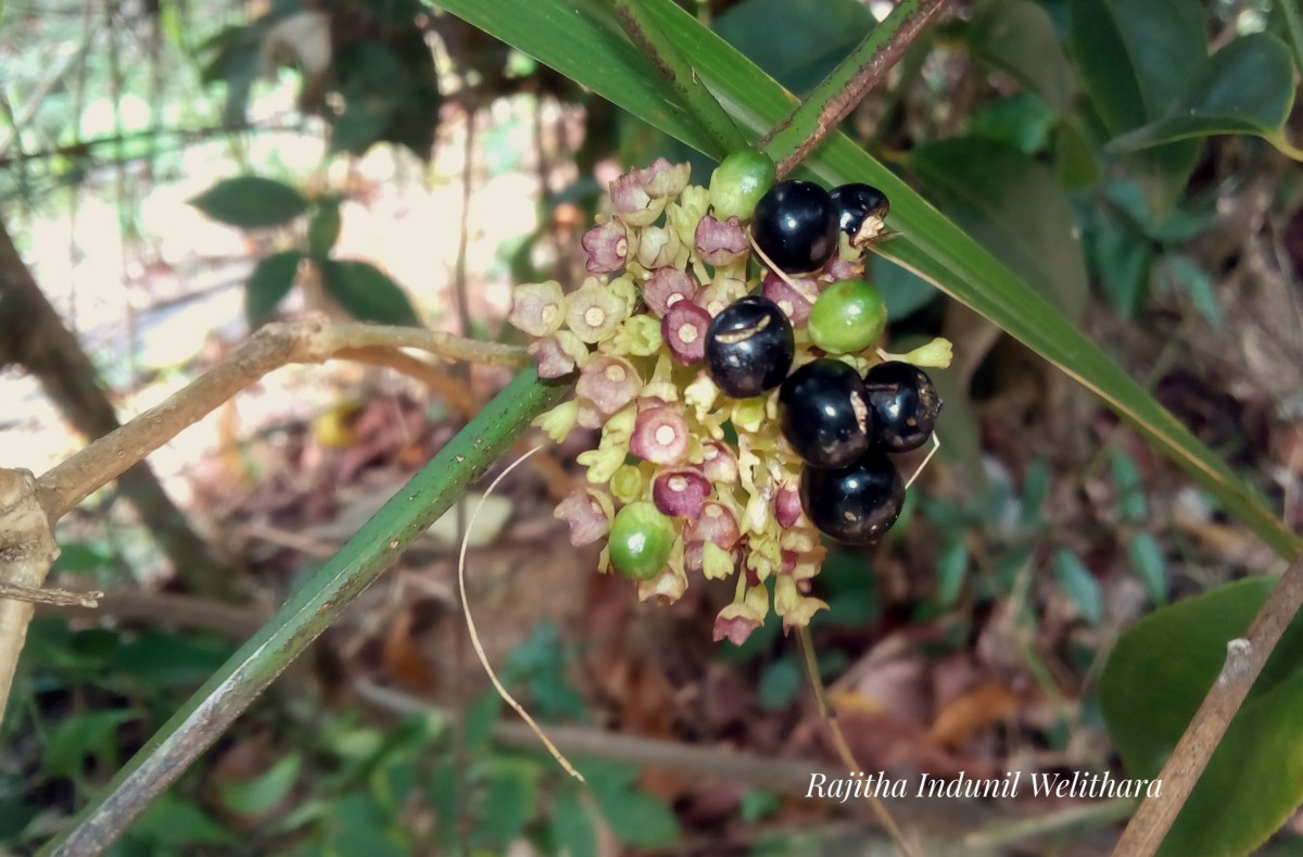 Premna procumbens Moon